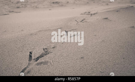 Bird footprints on sand beach