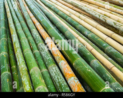 Pile of yellow and green bamboo background on the beach. Stock Photo