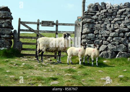Three sheep - an ewe and two lambs - penned in a pasture by dry stone walls along the Dales Way hiking trail, Yorkshire, England, United Kingdom. Stock Photo