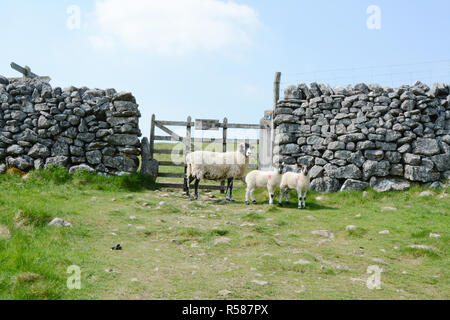 Three sheep - an ewe and two lambs - penned in a pasture by dry stone walls along the Dales Way hiking trail, Yorkshire, England, United Kingdom. Stock Photo
