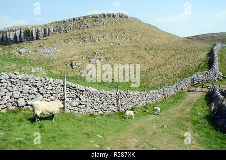Three sheep - an ewe and two lambs - penned in a pasture by dry stone walls along the Dales Way hiking trail, Yorkshire, England, United Kingdom. Stock Photo