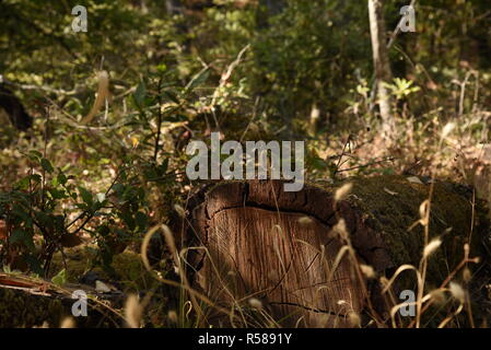 Nature where there's peace and serenity. Surround yourself with nature has to offer which was here before us and surely here after us. Stock Photo