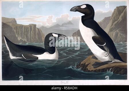 Two birds. Colour Illustration by Audubon; Great Auk. The Birds of America, from original drawings. London, 1827-38. Source: N.L.TAB.2.(4) plate 341. Stock Photo