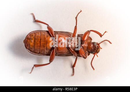 red brown rice flour beetle lying on its back Stock Photo