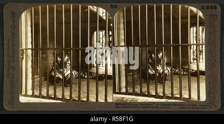 Famous 'man-eater' at Calcutta - devoured 200 men, women and children before capture - India. A tiger behind bars in the Zoological Gardens. A stereoscopic pair of prints. The Underwood Travel Library: Stereoscopic Views of India. c. 1903. Photograph. Source: Photo 181/(50). Language: English. Stock Photo