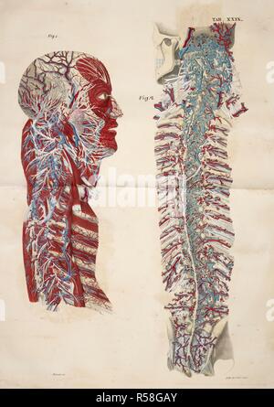 Anatomical drawing. Muscles, Profile of head, Spinal column and Spinal cord. Planches anatomiques du corps humain executeÌes dâ€™apreÌ€s les dimensions naturelles. Paris France 1826. Anatomical print of the human body with natural dimensions. Muscles, Profile of head, Spinal column and Spinal cord.    ANTOMMARCHI, C. Francesco.  Planches anatomiques du corps humain executeÌes dâ€™apreÌ€s les dimensions naturelles, accompagneÌes dâ€™un texte explicatif ... PublieÌes par le cte de Lasteyrie. (Explication des planches anatomiques, etc.). Source: 1899.h.24 Tab.29. Language: French. Stock Photo