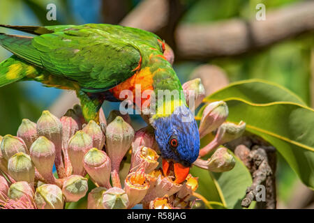 Rainbow Lorikeet in Red Flowering Gum tree Stock Photo