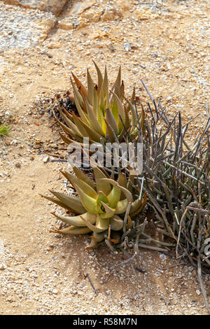 Desolation with only a few hardy plants in the arid Namib desert on the Skeleton coast of Namibia. Stock Photo