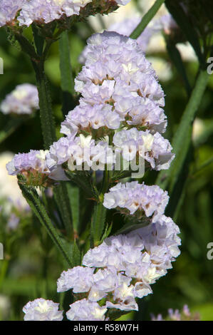 Sydney Australia, pastel mauve flowers of the Perez's sea lavender Stock Photo