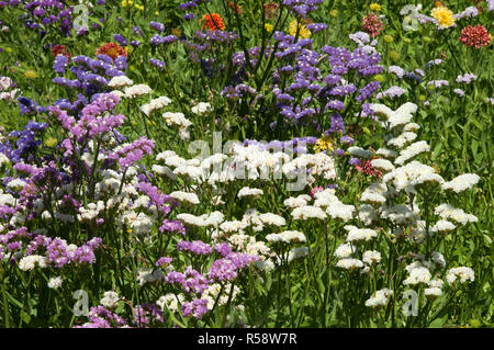Sydney Australia, field of purple, white and pink flowers of the Perez's sea lavender Stock Photo