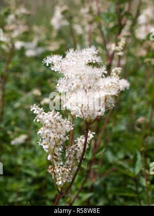 Spiraea alba meadowsweet flower bunch Stock Photo