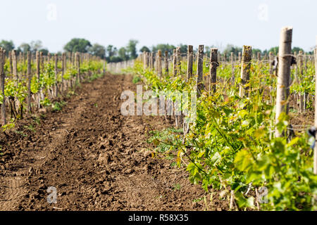 Rows of young grape vines growing. Grapes Vines being Planted. vineyard Stock Photo