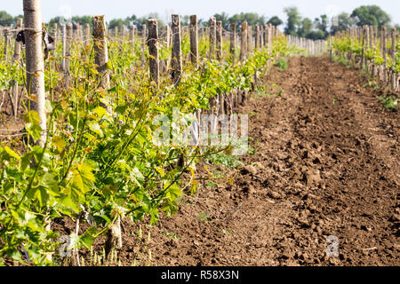 Rows of young grape vines growing. Grapes Vines being Planted. vineyard Stock Photo