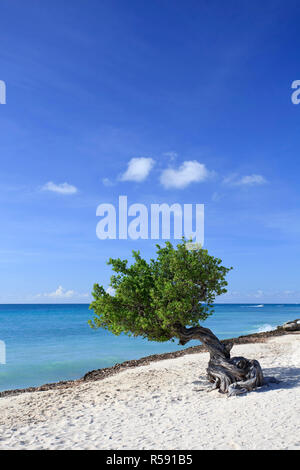 Caribbean, Netherland Antilles, Aruba, Divi Divi Tree on Eagle Beach Stock Photo
