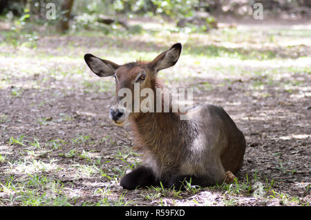 Koudou sleeping on the floor Stock Photo