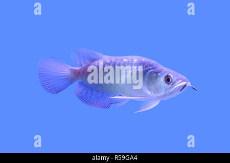 Arowana fish isolated in the cabinet Stock Photo
