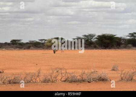 the savanna in the north of kenya Stock Photo