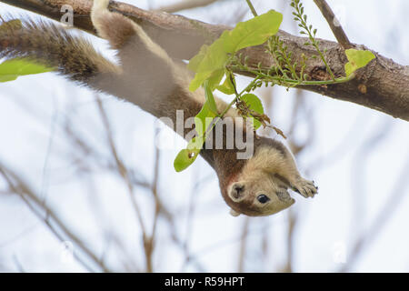 Squirrel were hung on the branches Stock Photo