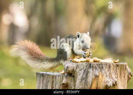 Squirrel eat nut on the stump Stock Photo