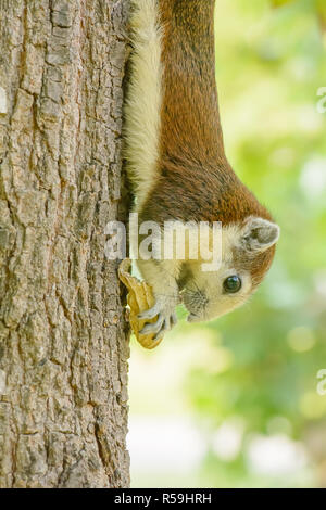 Squirrel eat nut on the tree Stock Photo
