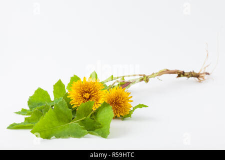 Common dandelion (Taraxacum officinale) on white background Stock Photo