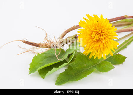 Common dandelion (Taraxacum officinale) on white background Stock Photo
