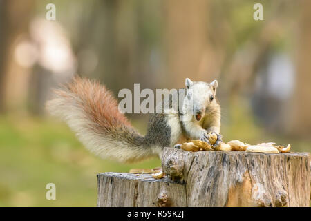 Squirrel eat nut on the stump Stock Photo