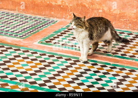 Cat walking across traditional Moroccan tiles in Marrakesh Stock Photo