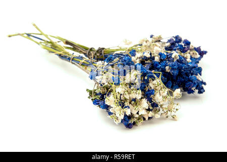 Dried white and blue flowers on a white background Stock Photo
