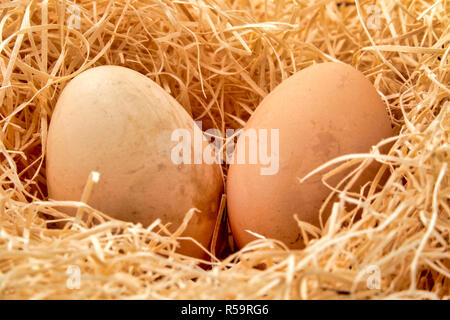 Close up shot of a couple of Eggs in a straw nest Stock Photo