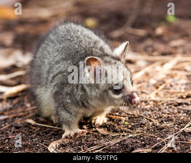 Australian baby brushtail possum Stock Photo