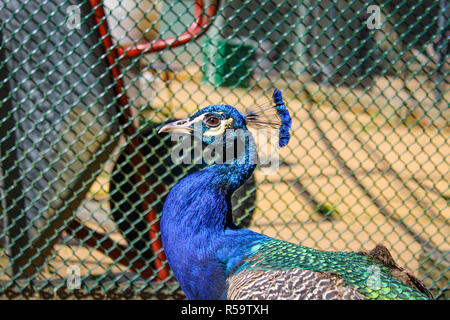 Blue peacock portrait Stock Photo
