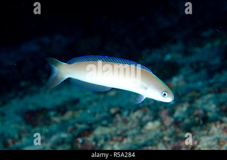 Pale Tilefish, Hoplolatilus cuniculus, with extended fin, Tanjung Uho dive site, off Kawula Island, near Alor, Indonesia, Indian Ocean Stock Photo