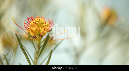 Condolence card sad occasion background Stock Photo