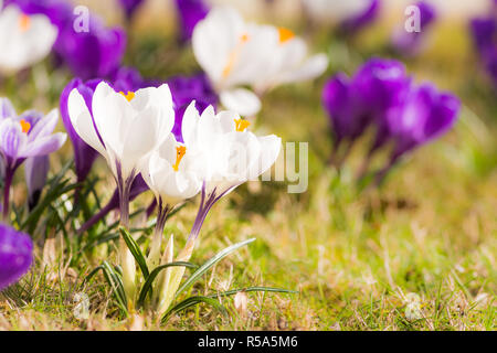 Purple and white corcus flowers in the grass Stock Photo