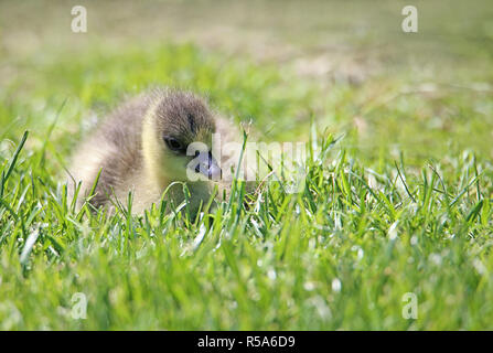 chick of the short-billed goose anser brachyrhynchus in the grass Stock Photo