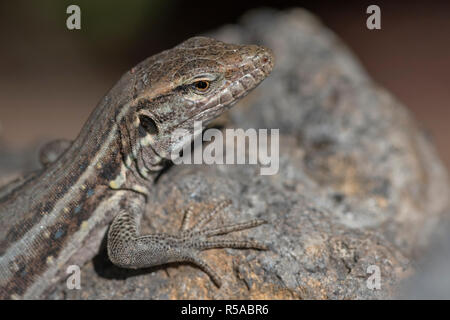 Western Canaries lizard (Gallotia galloti), endemic, animal portrait, Tenerife, Canary Islands, Spain Stock Photo