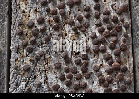 Close up of old rusty metal nails tacked into a wood pole in the country Stock Photo