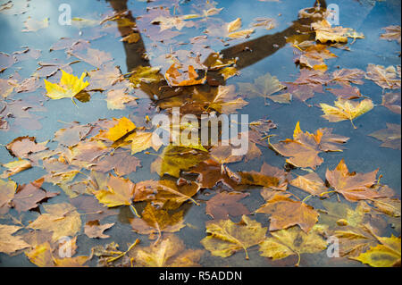 Wet weather background of fallen autumn leaves floating in a shallow puddle of rain water Stock Photo