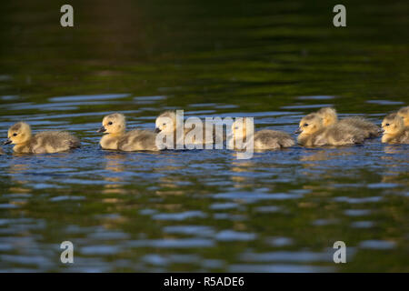 Canada Goose; Branta canadensis Group; Goslings Swiming Cornwall; UK Stock Photo
