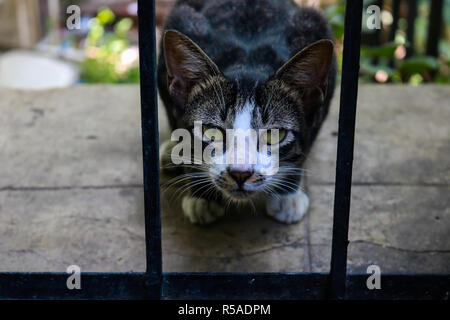 Cat escaping the cage | Pune | India Stock Photo