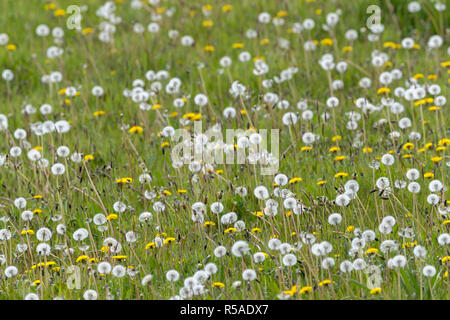 Dandelion; Taraxacum officinale Field of Seed Heads; Cornwall; UK Stock Photo