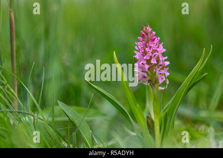 Early Marsh Orchid; Dactylorhiza incarnata Flowering Cambridgeshire; UK Stock Photo