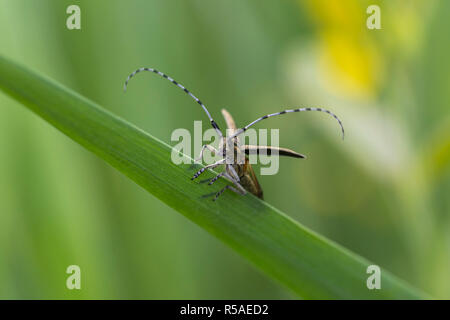 Golden Bloomed Grey Longhorn Beetle; Agapanthia villosoviridescens Norfolk; UK Stock Photo