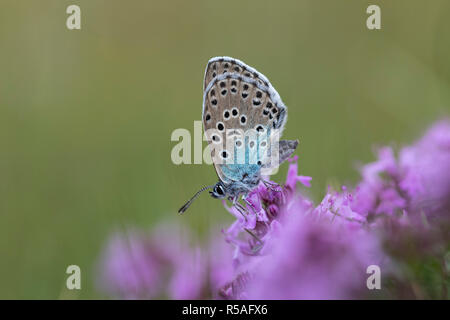 Large Blue Butterfly; Phengaris arion Single Female on Wild Thyme Somerset; UK Stock Photo