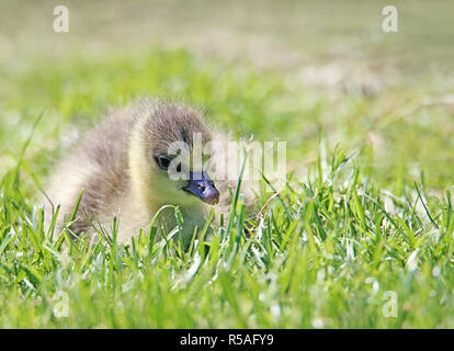 young chick of the short-billed goose anser brachyrhynchus Stock Photo