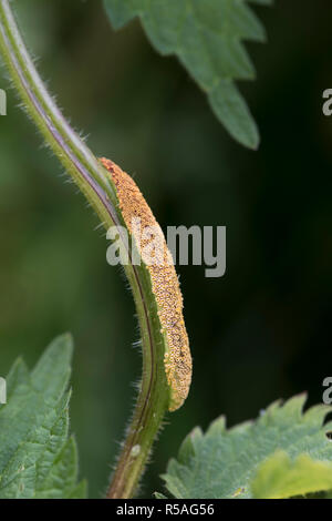 Nettle Rust; Puccinia urticata  Cumbria; UK Stock Photo