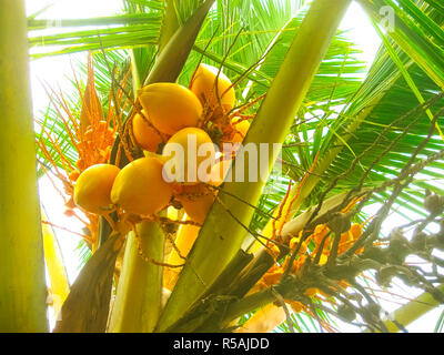 King coconut bunches growing on the palm. Stock Photo