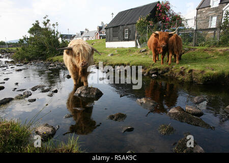 Highland Cattle. Duirinish river in the crofting township of Duirinish, near Plockton, UK, Scotland Allan Milligan / Alamy Stock Stock Photo