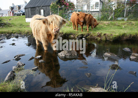 Highland Cattle, Duirinish river in the crofting township of Duirinish, near Plockton, Kyle of Lochalsh, UK, Scotland Allan Milligan / Alamy Stock Stock Photo